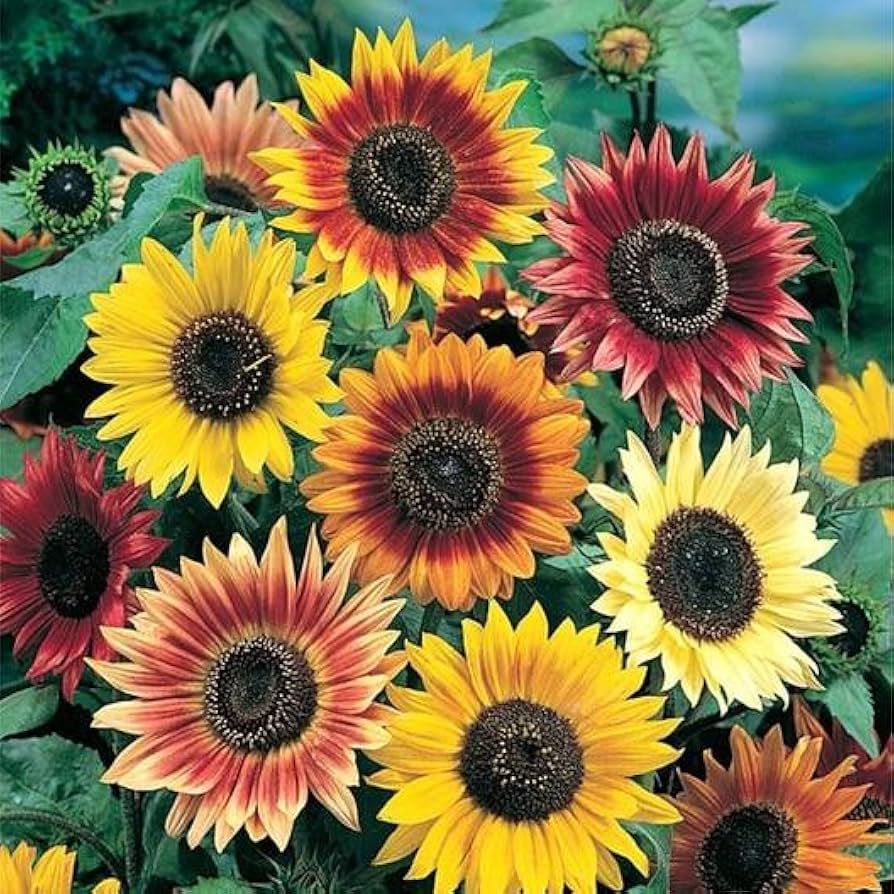 Amazon.com : Autumn Beauty Sunflower Tall Branching Stem 50